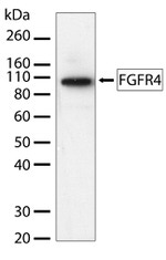 FGFR4 Antibody in Western Blot (WB)