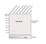 HA Tag Antibody in Western Blot (WB)