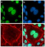 GATA2 Antibody in Immunocytochemistry (ICC/IF)