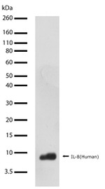 IL-8 (CXCL8) Antibody in Western Blot (WB)