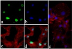 Phospho-Histone H3 (Ser10) Antibody in Immunocytochemistry (ICC/IF)