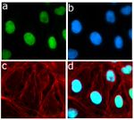 Phospho-Rb (Ser780) Antibody in Immunocytochemistry (ICC/IF)