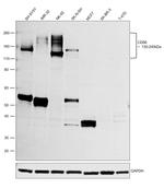 CD56 Antibody in Western Blot (WB)