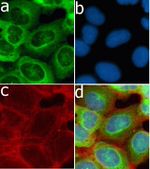 CD56 Antibody in Immunocytochemistry (ICC/IF)