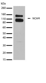 CD56 Antibody in Western Blot (WB)