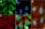 Phospho-S6 (Ser235, Ser236) Antibody in Immunocytochemistry (ICC/IF)