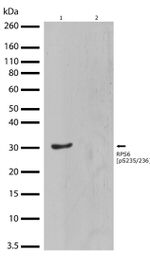 Phospho-S6 (Ser235, Ser236) Antibody in Western Blot (WB)