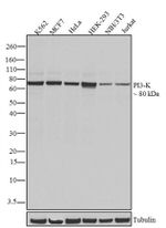 PI3K p85/p55 Antibody in Western Blot (WB)