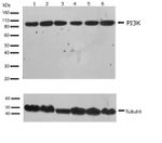 PI3K p85/p55 Antibody in Western Blot (WB)