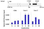 mTOR Antibody