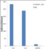 NFkB p50 Antibody in ChIP Assay (ChIP)