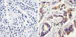 NFkB p50 Antibody in Immunohistochemistry (Paraffin) (IHC (P))