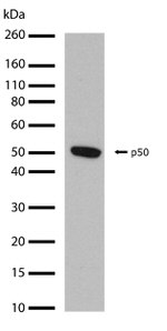 NFkB p50 Antibody in Western Blot (WB)