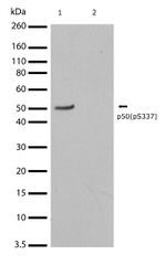 Phospho-NFkB p50 (Ser337) Antibody in Western Blot (WB)