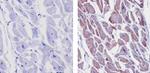 Connexin 43 Antibody in Immunohistochemistry (Paraffin) (IHC (P))