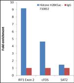 H2BK5ac Antibody