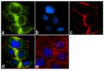 Protein APC Antibody in Immunocytochemistry (ICC/IF)