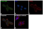 Protein APC Antibody in Immunocytochemistry (ICC/IF)