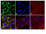 Phospho-S6 (Ser240, Ser244) Antibody