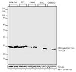 Phospho-S6 (Ser240, Ser244) Antibody in Western Blot (WB)