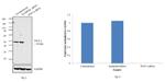 WNT4 Antibody