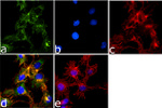 WNT4 Antibody in Immunocytochemistry (ICC/IF)