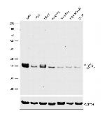 ATG4B Antibody in Western Blot (WB)