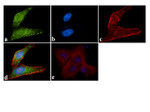 ATG4B Antibody in Immunocytochemistry (ICC/IF)