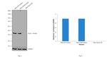 Glutamine Synthetase Antibody in Western Blot (WB)