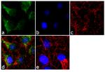 FGF1 Antibody in Immunocytochemistry (ICC/IF)