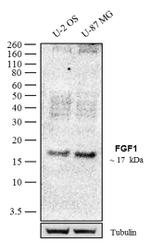 FGF1 Antibody in Western Blot (WB)