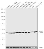 CCR2 Antibody in Western Blot (WB)