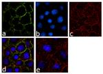 ILK Antibody in Immunocytochemistry (ICC/IF)