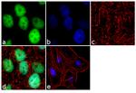 FKBP5 Antibody in Immunocytochemistry (ICC/IF)