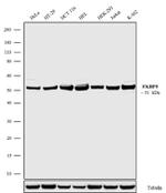 FKBP5 Antibody in Western Blot (WB)