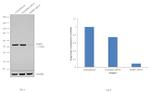 FKBP5 Antibody in Western Blot (WB)