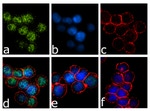 IRF8 Antibody