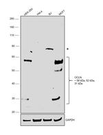 Occludin Antibody in Western Blot (WB)