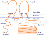 Occludin Antibody