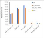 SUZ12 Antibody in ChIP Assay (ChIP)