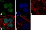 SUZ12 Antibody in Immunocytochemistry (ICC/IF)