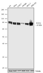 SUZ12 Antibody in Western Blot (WB)