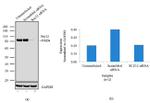 SUZ12 Antibody