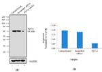 P2Y12 Antibody in Western Blot (WB)