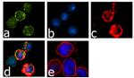 CTLA-4 Antibody in Immunocytochemistry (ICC/IF)