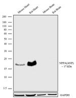 ANP Antibody in Western Blot (WB)