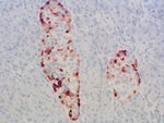 GPR68 Antibody in Immunohistochemistry (IHC)