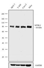 B-Myb Antibody in Western Blot (WB)