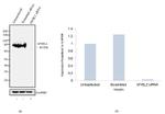 B-Myb Antibody in Western Blot (WB)