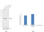 Aldolase A Antibody in Western Blot (WB)